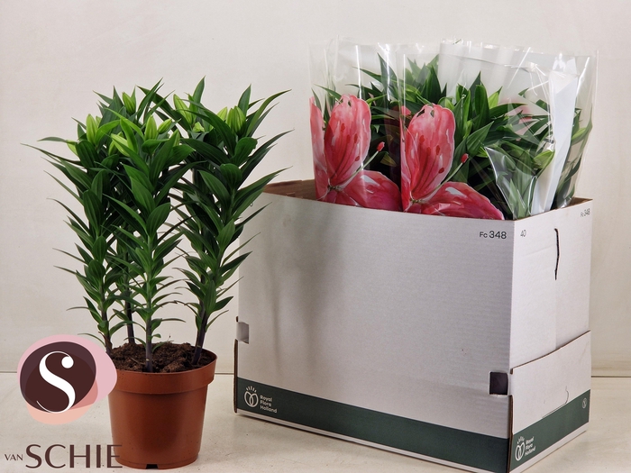 <h4>LIL OR ENTERTAINER</h4>