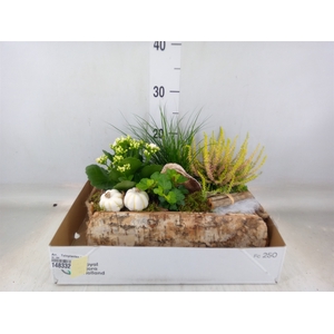 Arr.   Tuinplanten L%
