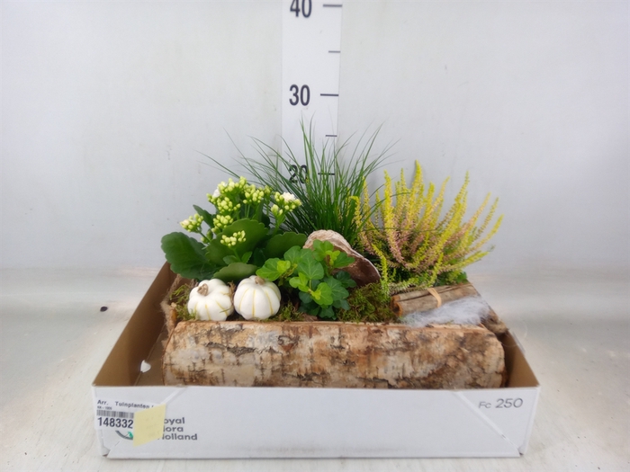 <h4>Arr.   Tuinplanten L%</h4>