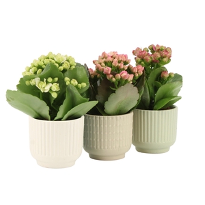 7502610: Solutionss Contradiction Kalanchoe