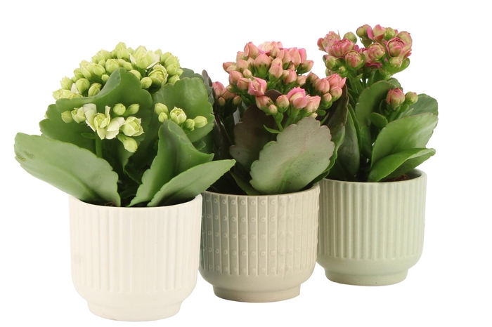 <h4>7502610: Solutionss Contradiction Kalanchoe</h4>