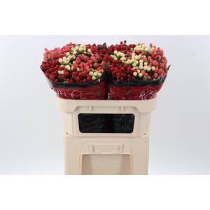 Hyp Rainb Rom Mix 70cm