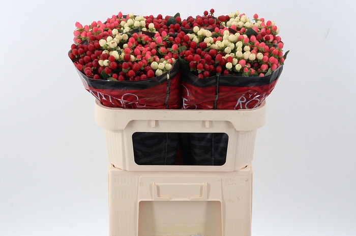 <h4>Hyp Rainb Rom Mix 70cm</h4>