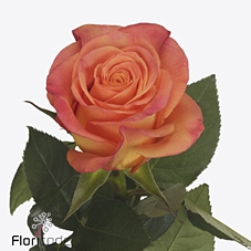 Rosa large new horizon