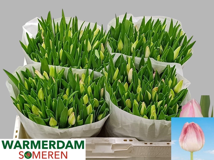 <h4>TU EN FIRST CLASS</h4>