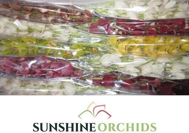 <h4>CYMB MI GEM</h4>