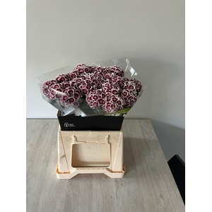 DI BARB KW PK MAROON