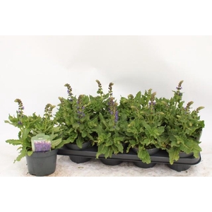 SALVIA S APRIL NIGHT