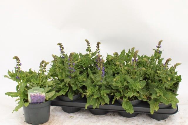 <h4>SALVIA S APRIL NIGHT</h4>