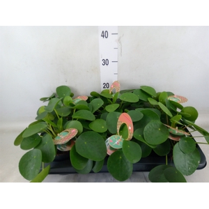 Pilea peperomioides
