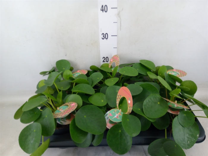 <h4>Pilea peperomioides</h4>