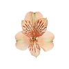 ALSTROEMERIA CANYON 070 CM CHA