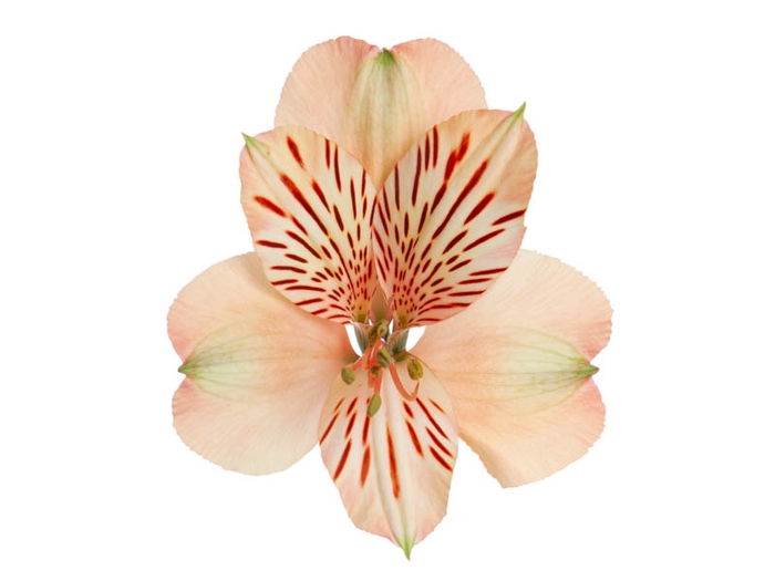 <h4>ALSTROEMERIA CANYON 070 CM CHA</h4>