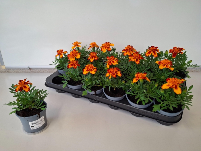 <h4>TAG OV stock</h4>