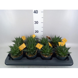 xGasteraloe  'Aurora'