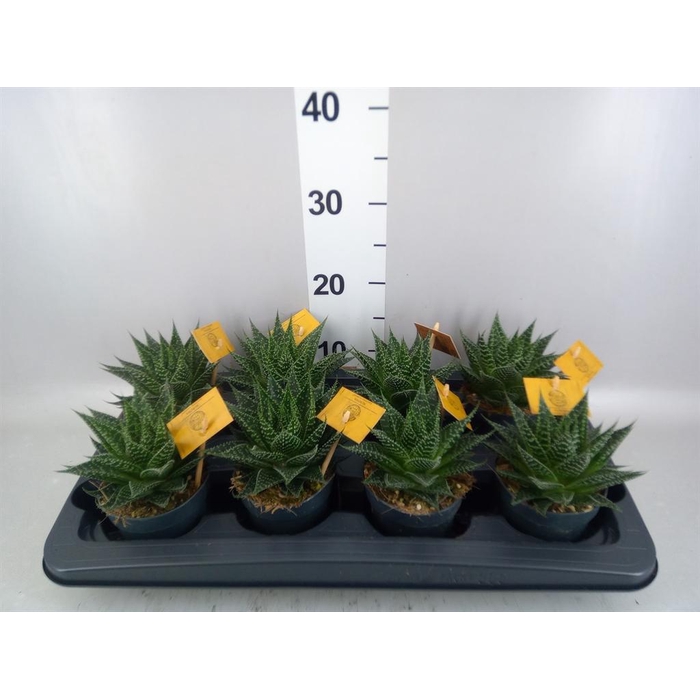 <h4>xGasteraloe  'Aurora'</h4>