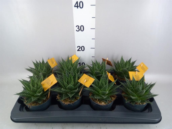 <h4>xGasteraloe  'Aurora'</h4>