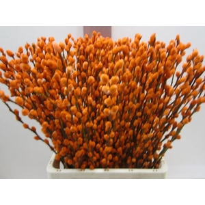 Salix Katje Oranje L70