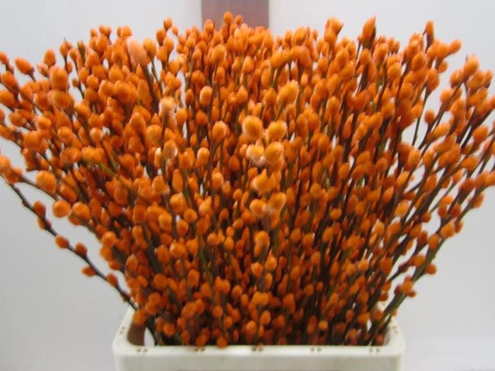 <h4>Salix Katje Oranje L70</h4>