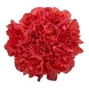 Dianthus St Red Soho