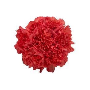 Dianthus St Red Soho