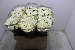 <h4>CHR SAN ROSSI WHITE</h4>