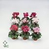 Cyclamen Garden Green Leaf 10.5cm