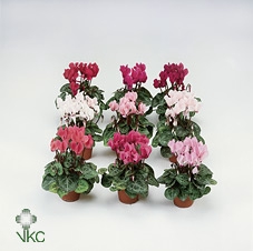 Cyclamen Garden Green Leaf 10.5cm