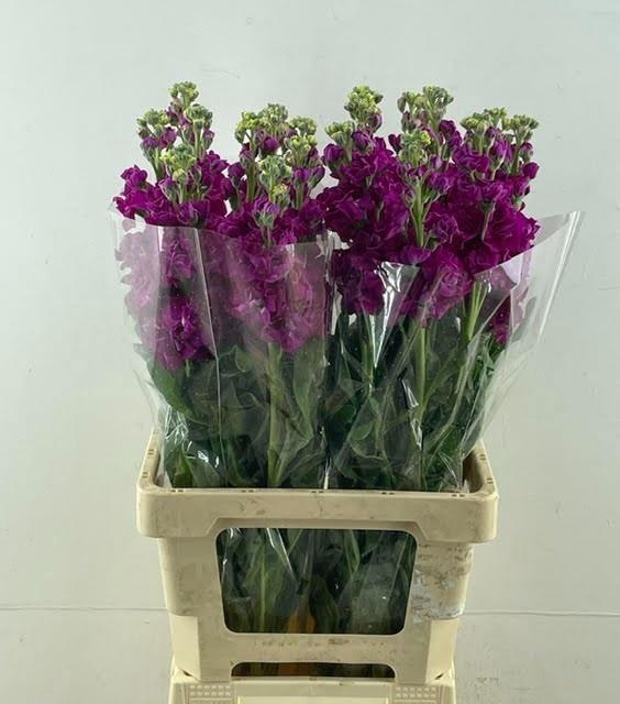 <h4>MATTH PHANT RED</h4>