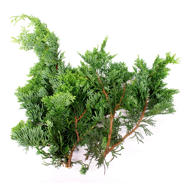 <h4>KERSTGROEN PER PAK NANA ZAKJES P.KG</h4>