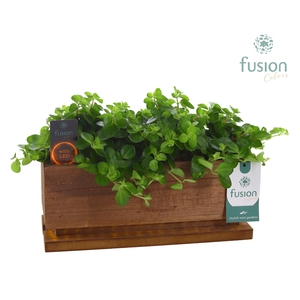 The Lighting Garden LED Medium met groene planten