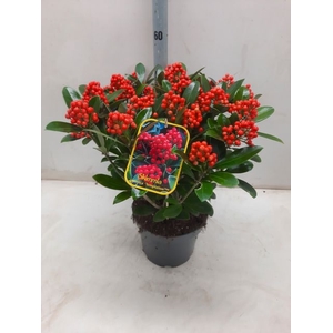 SKIMMIA JA TEMPTATION P23