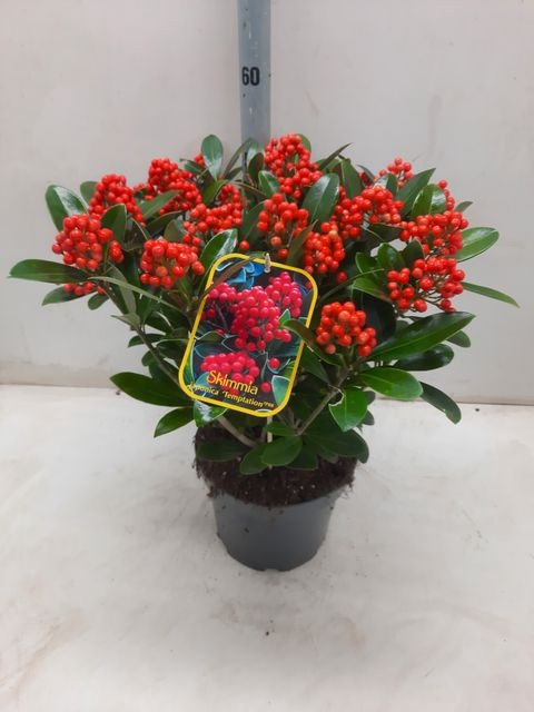 <h4>SKIMMIA JA TEMPTATION P23</h4>