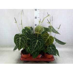 Anthurium clarinervium