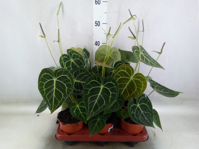 <h4>Anthurium clarinervium</h4>