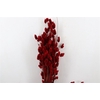 Dried Phalaris X5 Ferrari Red Bunch
