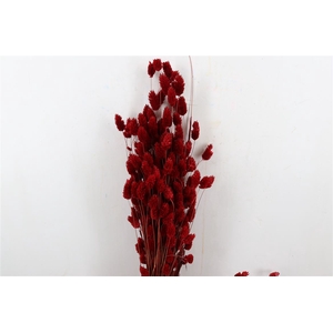 Dried Phalaris X5 Red Bunch