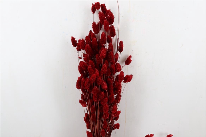 <h4>Dried Phalaris X5 Red Bunch</h4>