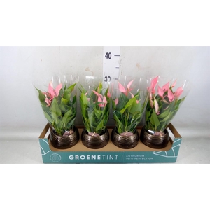 Anthurium andr. 'Lilli'