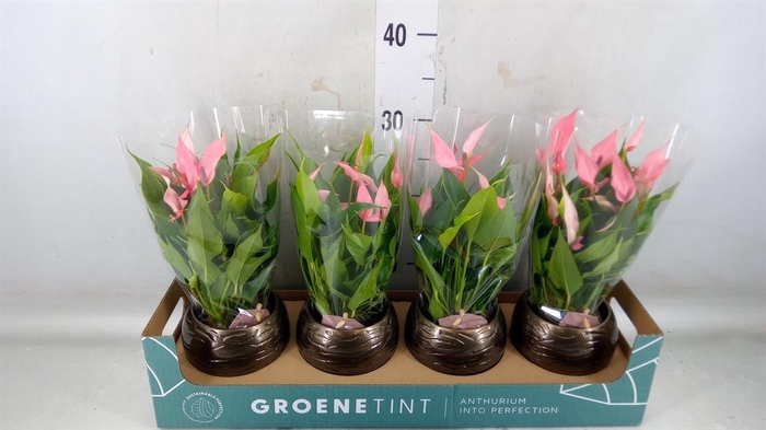 <h4>Anthurium andr. 'Lilli'</h4>