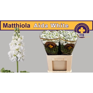 MATTH AIDA WHITE