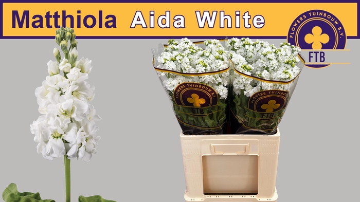<h4>MATTH AIDA WHITE</h4>