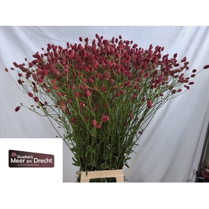 Sanguisorba Of Arnhem Meer En Drecht