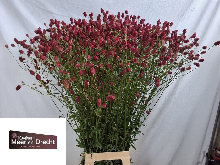 <h4>Sanguisorba Of Arnhem Meer En Drecht</h4>