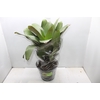 BROMELIA IMPERIAL P27 VERDE/VERMELHO