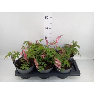 Dicentra spectabilis