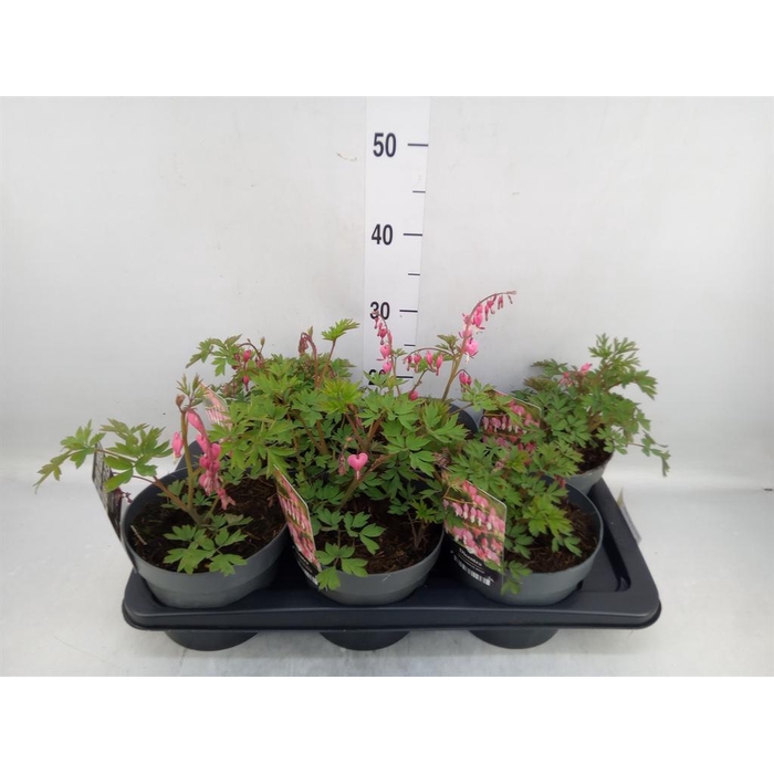 <h4>Dicentra spectabilis</h4>