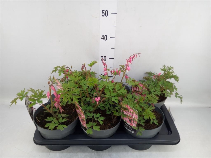 Dicentra spectabilis