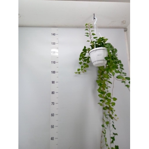 Hedera helix 'Wonder'