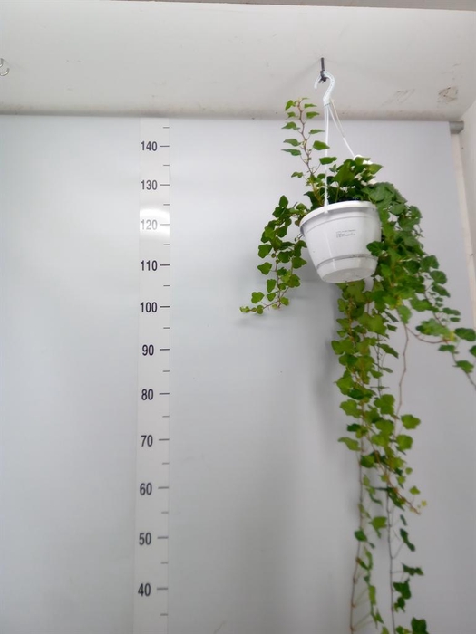 <h4>Hedera helix 'Wonder'</h4>